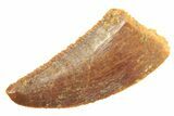 Serrated Raptor Tooth - Real Dinosaur Tooth #297753-1